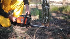 Why Choose Our Tree Removal Services in Fairland, MD?