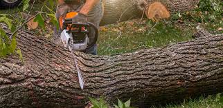 Best Tree Health Inspection  in Fairland, MD