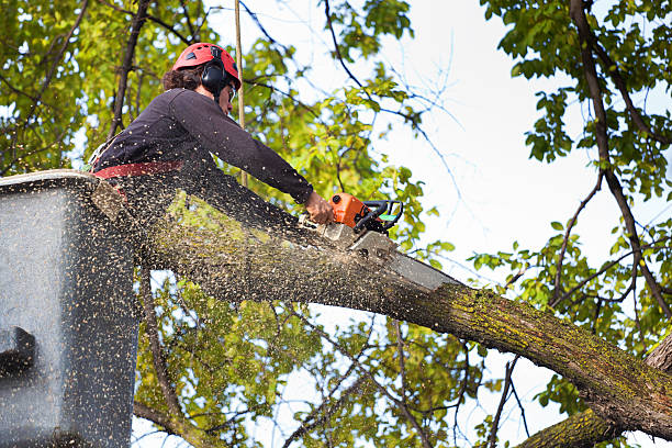 Best Commercial Tree Services  in Fairland, MD