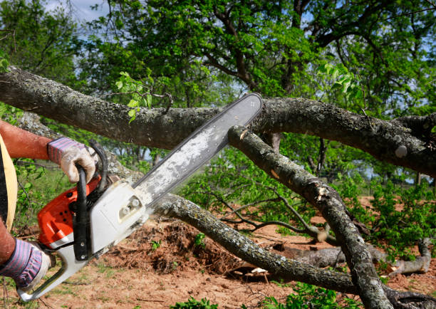 Trusted Fairland, MD  Tree Services Experts